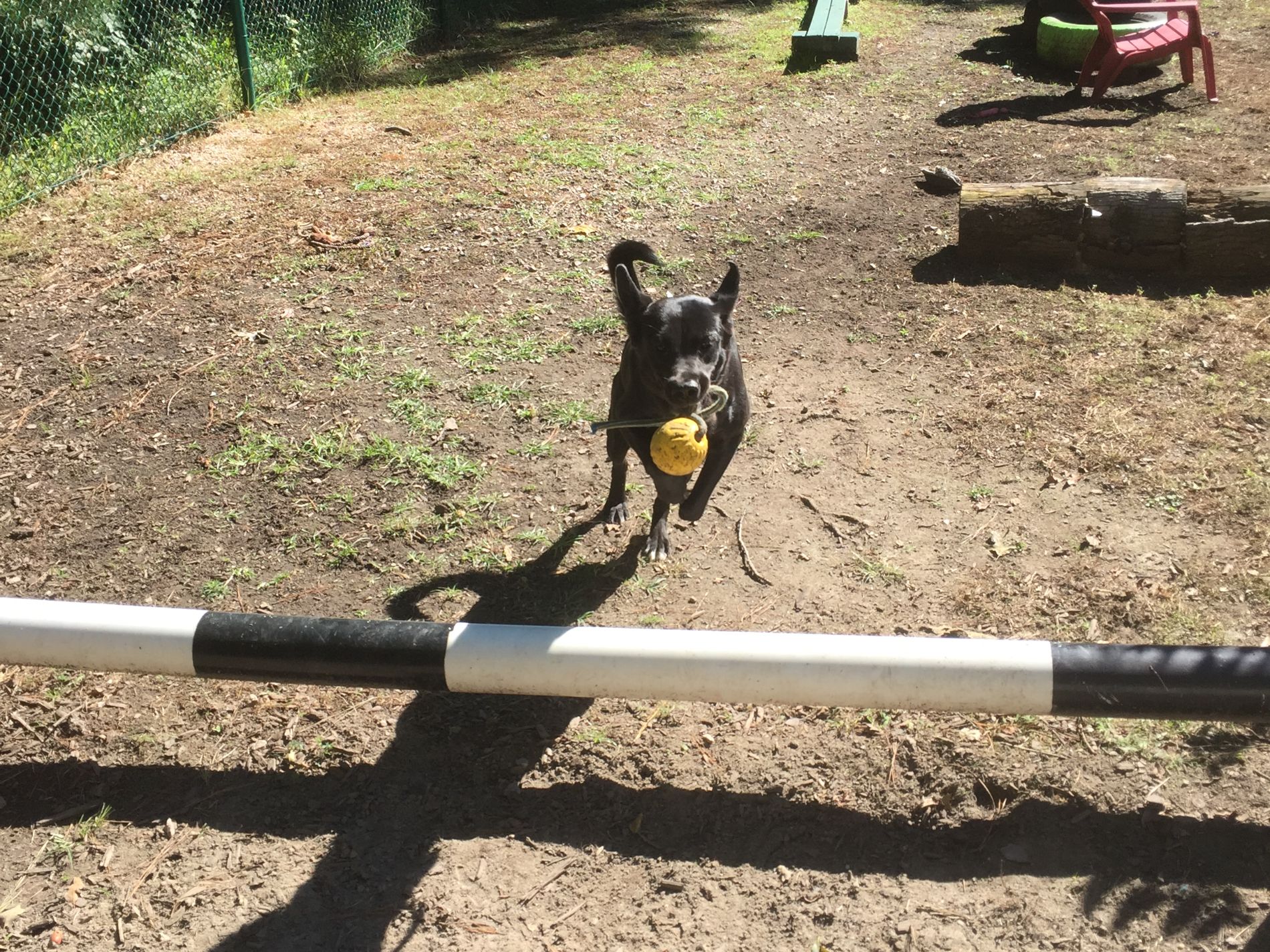 Pet Gallery Newport News Woodland Veterinary Hospital