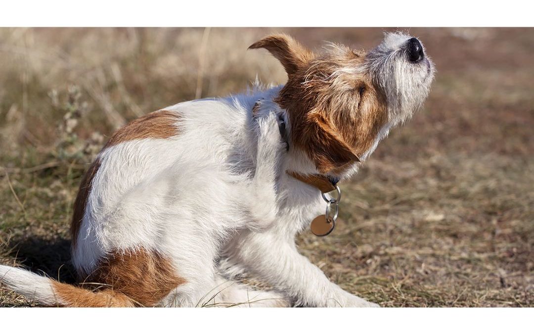 5 Allergy Signs to Look for In Pets