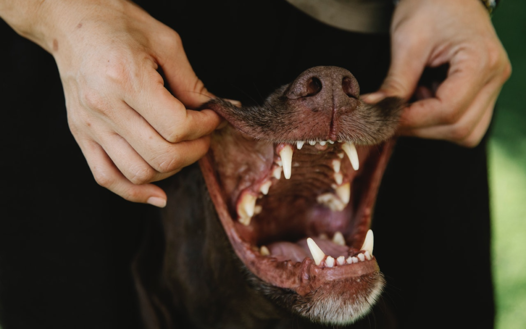 Get Started on Brushing Your Pet’s Teeth!