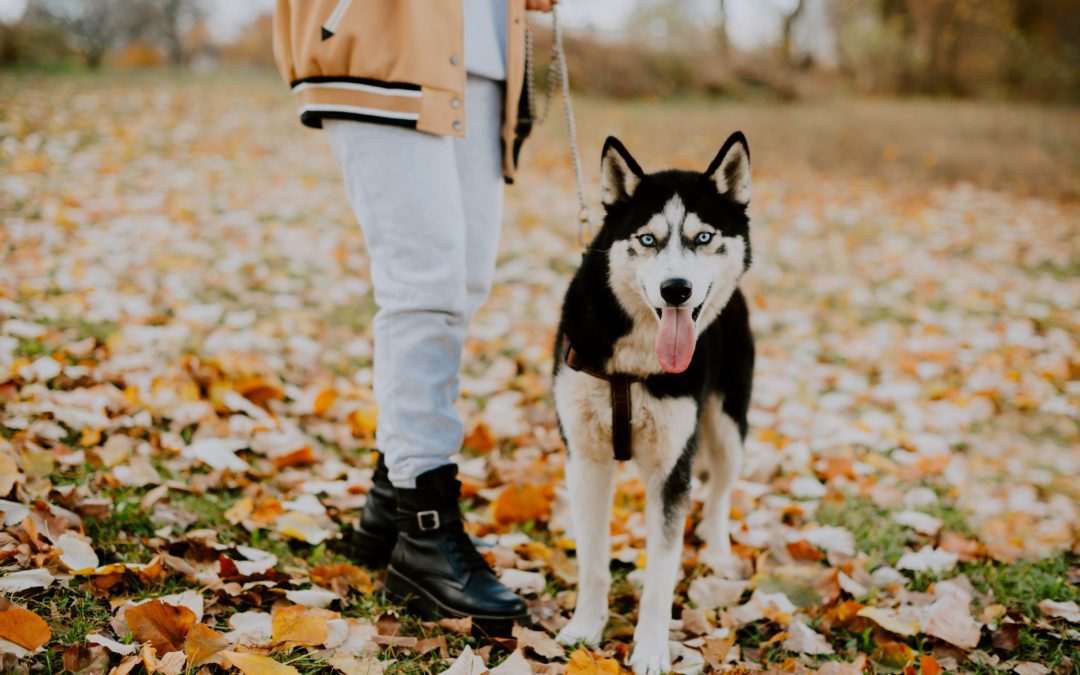 Black and white dog walking in leaves with owner